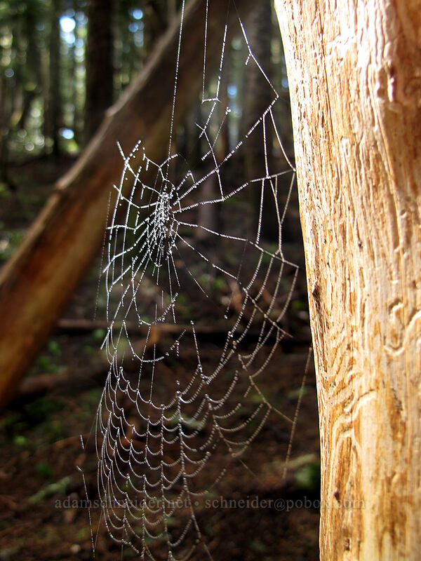 spider web [Bald Mountain Ridge, Mt. Hood National Forest, Hood River County, Oregon]