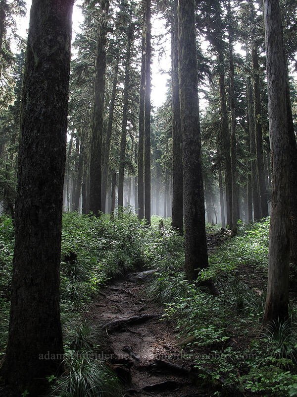 misty forest [Bald Mountain Ridge, Mt. Hood Wilderness, Oregon]