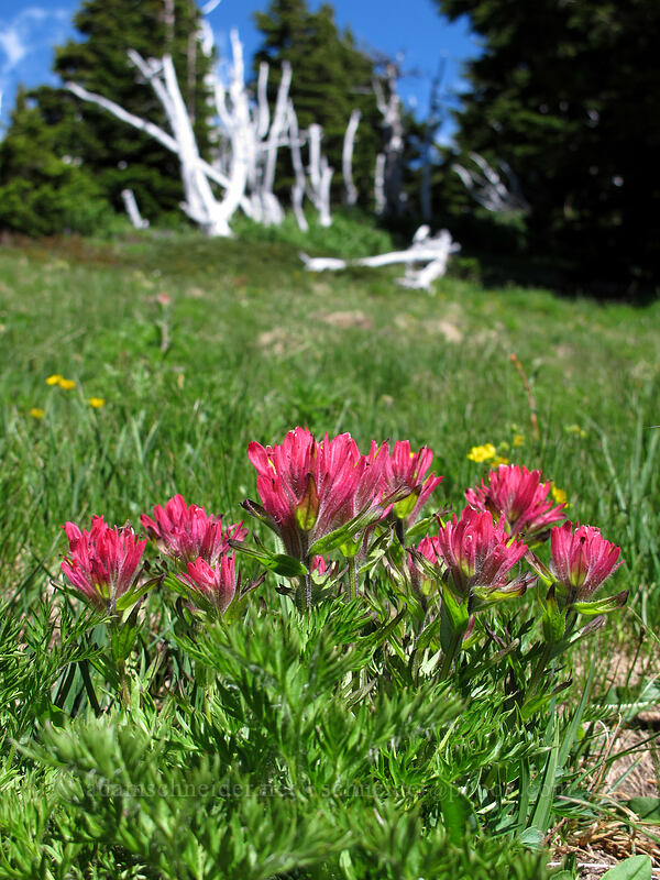 magenta paintbrush (Castilleja parviflora var. oreopola) [McNeil Point Trail, Mt. Hood Wilderness, Hood River County, Oregon]