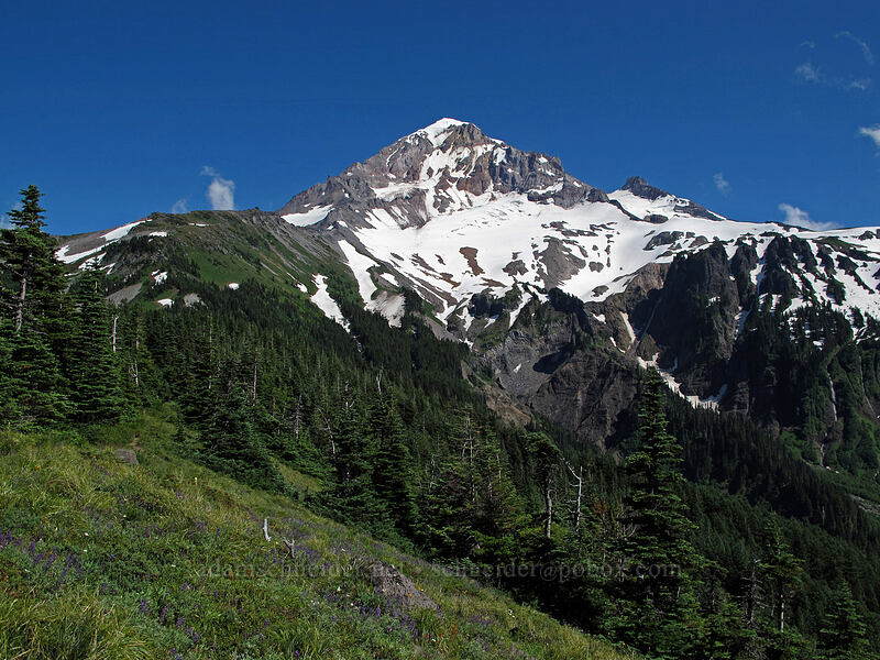 Mount Hood [Bald Mountain Ridge, Mt. Hood Wilderness, Oregon]