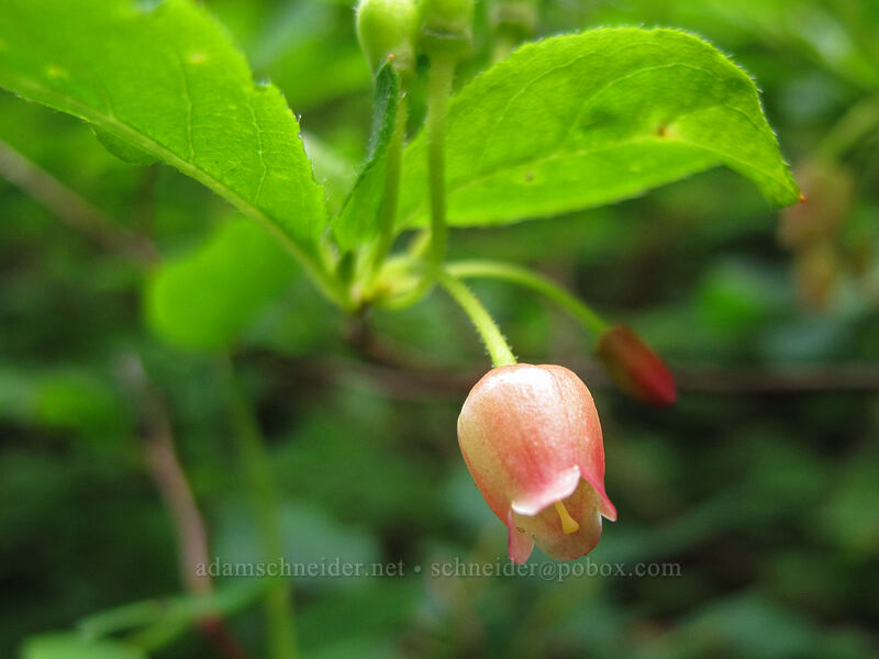fool's huckleberry (Menziesia ferruginea (Rhododendron menziesii)) [Grouse Vista Trail, Yacolt Burn State Forest, Clark County, Washington]