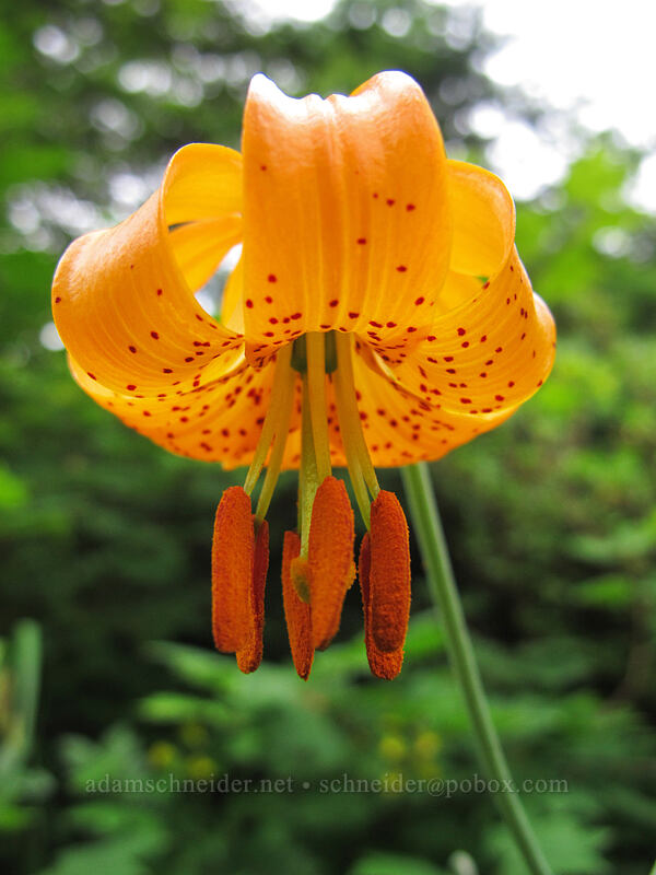 Columbia tiger lily (Lilium columbianum) [Grouse Vista Trail, Yacolt Burn State Forest, Clark County, Washington]