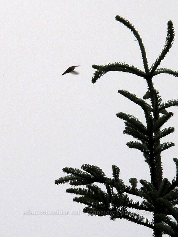 hummingbird [Grouse Vista Trail, Gifford Pinchot Nat'l Forest, Clark County, Washington]