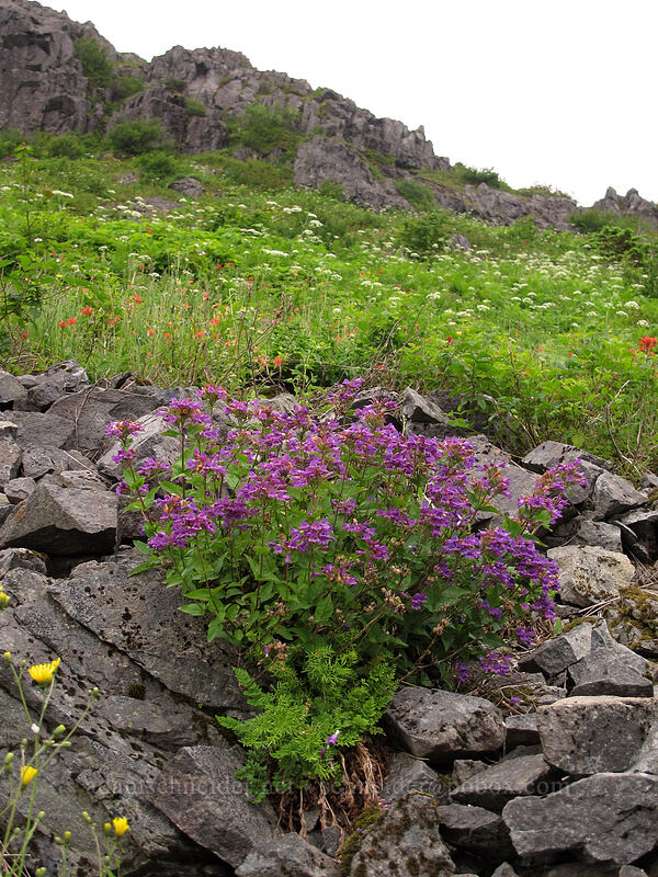 Cascade penstemon & other flowers (Penstemon serrulatus) [Grouse Vista Trail, Gifford Pinchot Nat'l Forest, Clark County, Washington]