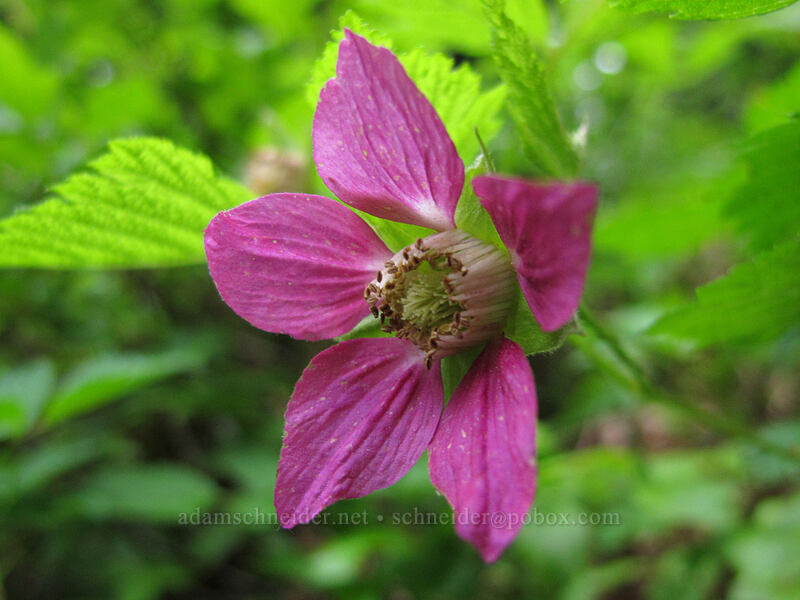 salmonberry flower (Rubus spectabilis) [Silver Star Mountain Trail, Gifford Pinchot Nat'l Forest, Skamania County, Washington]