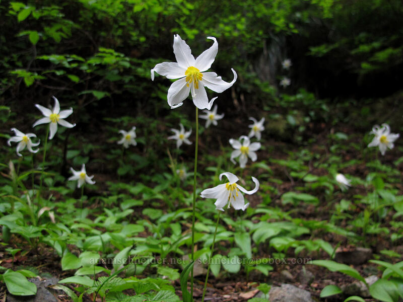 avalanche lilies (Erythronium montanum) [Silver Star Mountain Trail, Gifford Pinchot Nat'l Forest, Skamania County, Washington]