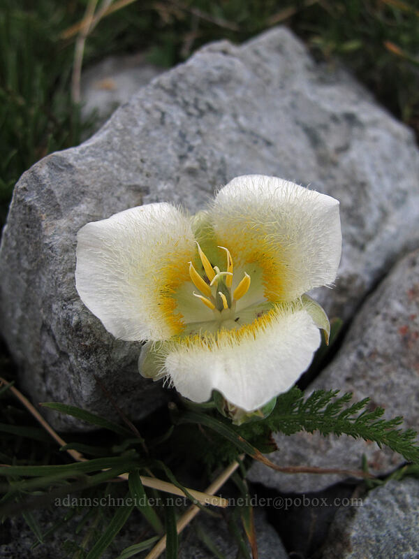 subalpine mariposa lily (Calochortus subalpinus) [Silver Star Mountain summit, Gifford Pinchot Nat'l Forest, Skamania County, Washington]