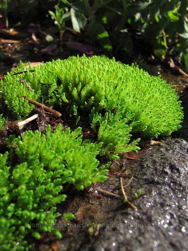 bright green moss [Timberline Trail, Mt. Hood Wilderness, Hood River County, Oregon]