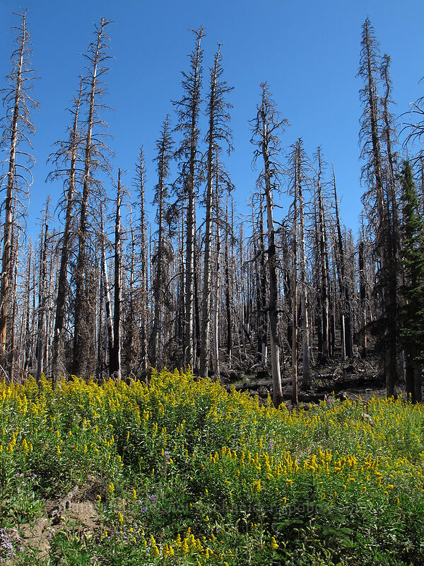 goldenrod & burned trees (Solidago sp.) [Cloud Cap Road, Mt. Hood Wilderness, Hood River County, Oregon]