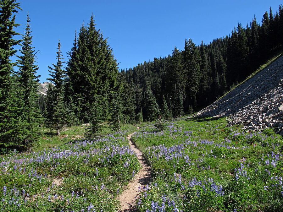 trail through lupines [Goat Ridge Trail, Goat Rocks Wilderness, Lewis County, Washington]
