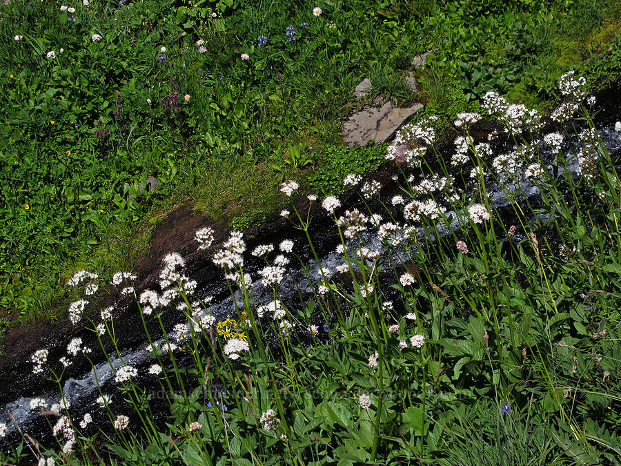 Sitka valerian & a cascade (Valeriana sitchensis) [Jordan Basin, Goat Rocks Wilderness, Lewis County, Washington]