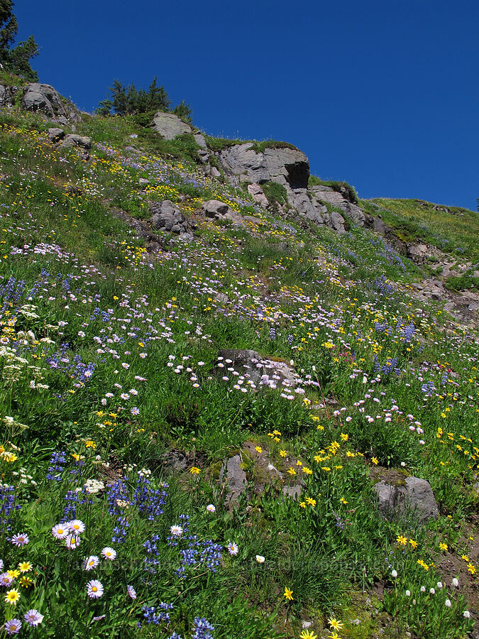 wildflowers (Erigeron glacialis var. glacialis, Arnica sp., Lupinus latifolius, Bistorta bistortoides (Polygonum bistortoides)) [Lily Basin Trail, Goat Rocks Wilderness, Lewis County, Washington]