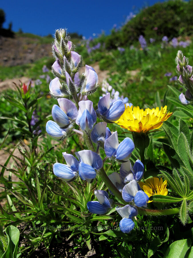 pale blue lupine & alpine lake agoseris (Lupinus latifolius, Nothocalais alpestris (Microseris alpestris)) [Lily Basin Trail, Goat Rocks Wilderness, Lewis County, Washington]