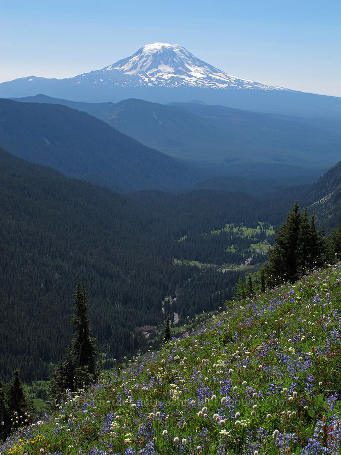 Mt. Adams & wildflowers [Lily Basin Trail, Goat Rocks Wilderness, Lewis County, Washington]