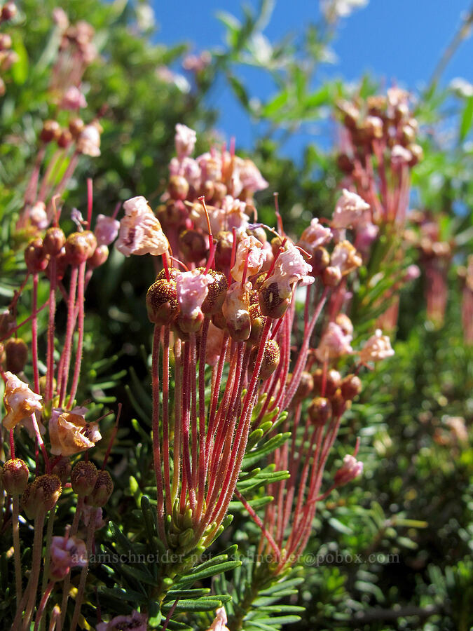 pink mountain heather, spent (Phyllodoce empetriformis) [Lily Basin Trail, Goat Rocks Wilderness, Lewis County, Washington]
