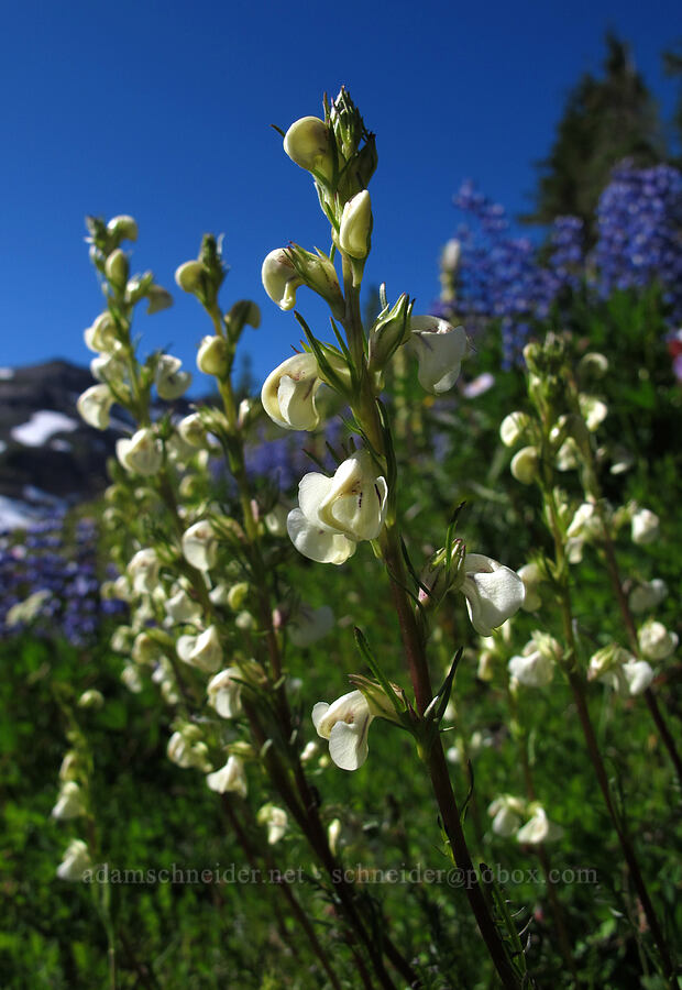 coiled lousewort (Pedicularis contorta) [Lily Basin Trail, Goat Rocks Wilderness, Lewis County, Washington]