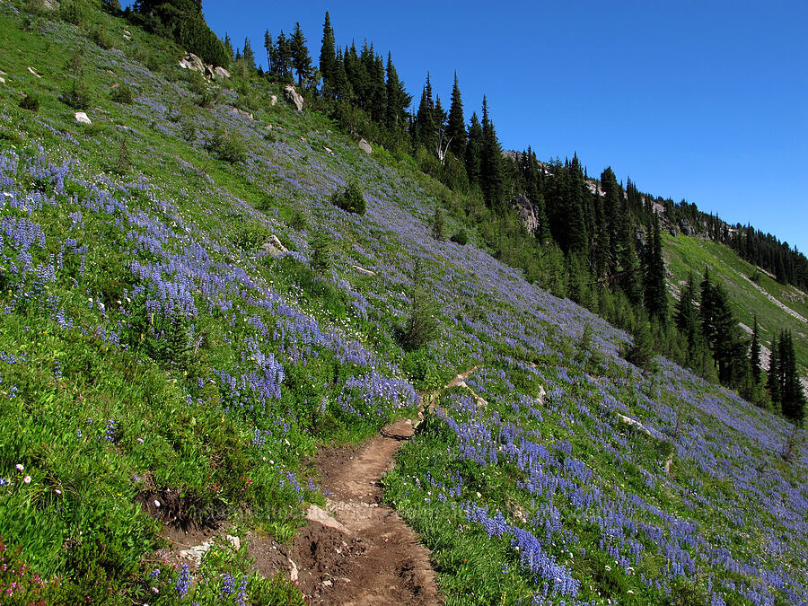 lupines along the trail (Lupinus latifolius) [Lily Basin Trail, Goat Rocks Wilderness, Lewis County, Washington]