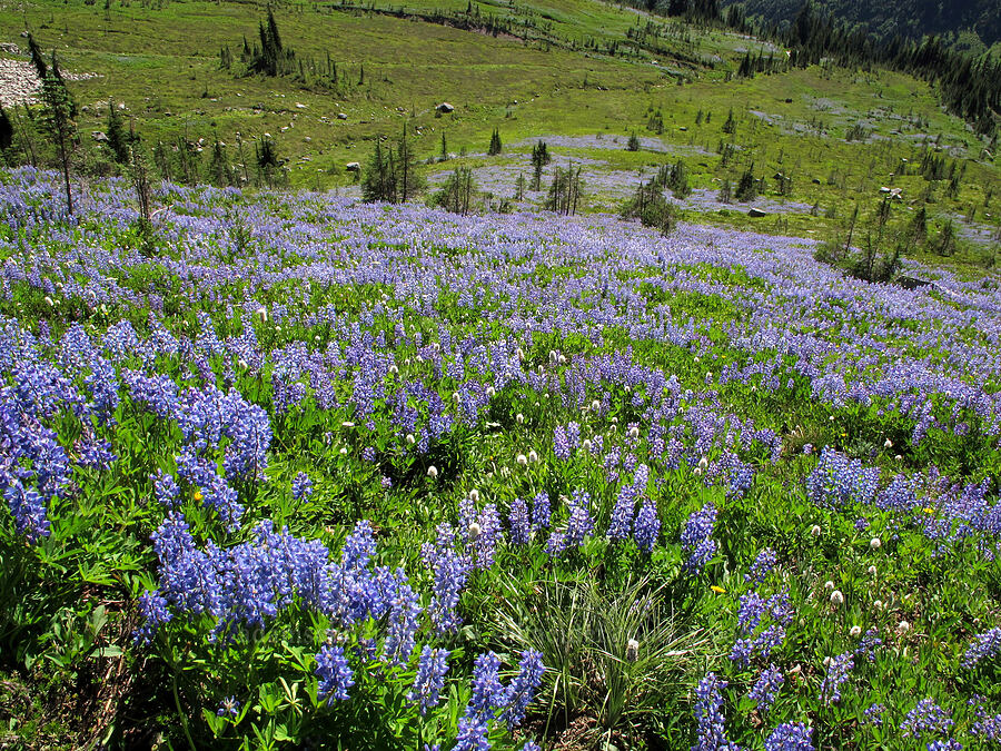 lupines below the trail (Lupinus latifolius) [Lily Basin Trail, Goat Rocks Wilderness, Lewis County, Washington]
