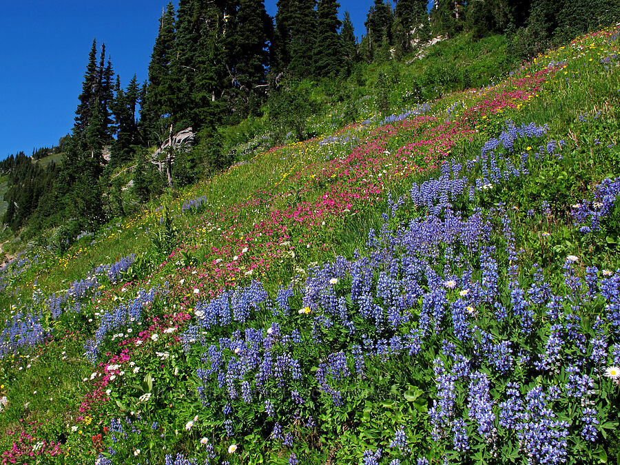 wildflowers (Lupinus latifolius, Erythranthe lewisii (Mimulus lewisii), Erigeron glacialis var. glacialis, Arnica sp.) [Lily Basin Trail, Goat Rocks Wilderness, Lewis County, Washington]