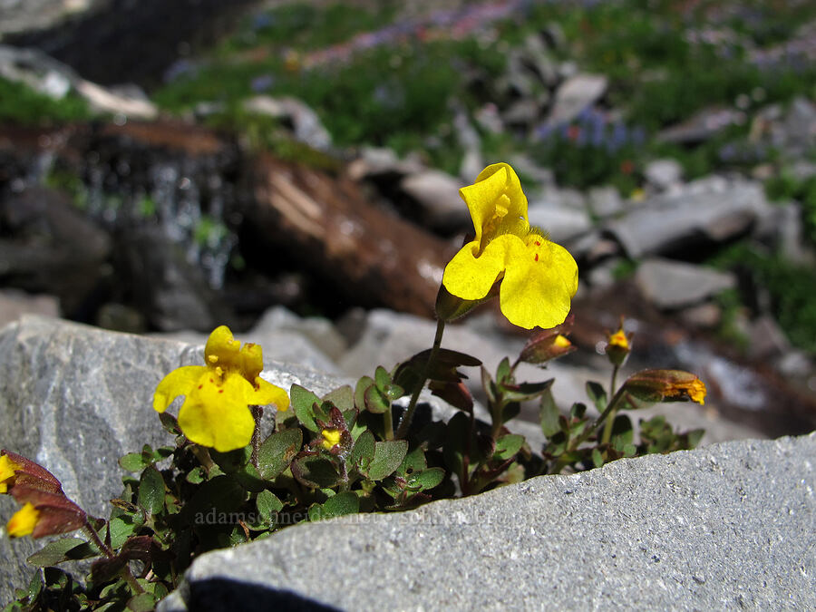subalpine monkeyflower (Erythranthe caespitosa (Mimulus caespitosus)) [Lily Basin Trail, Goat Rocks Wilderness, Lewis County, Washington]