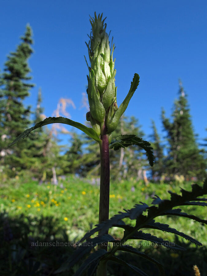 bracted lousewort (Pedicularis bracteosa) [Snowgrass Flat, Goat Rocks Wilderness, Lewis County, Washington]