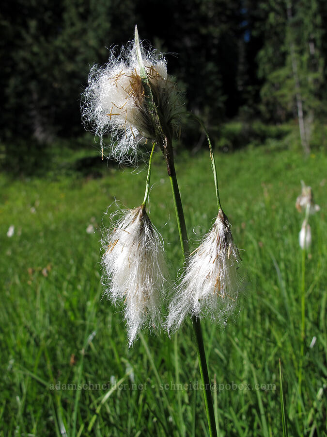 cotton-grass (Eriophorum angustifolium) [Snowgrass Trail, Goat Rocks Wilderness, Lewis County, Washington]