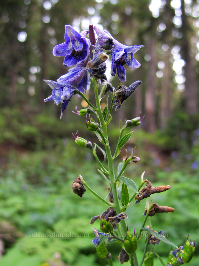 tall mountain larkspur (Delphinium glaucum) [Snowgrass Trail, Goat Rocks Wilderness, Lewis County, Washington]
