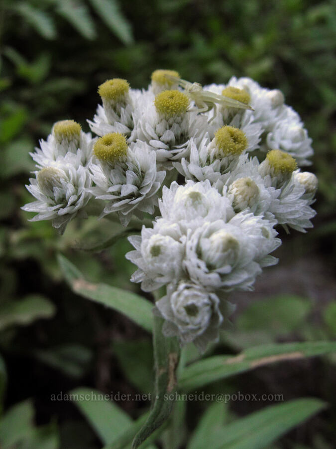 pearly everlasting (Anaphalis margaritacea) [Snowgrass Trail, Goat Rocks Wilderness, Lewis County, Washington]