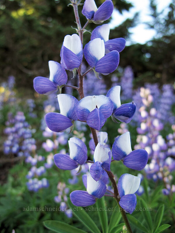 lupines (Lupinus latifolius) [Timberline Trail/PCT, Mt. Hood National Forest, Clackamas County, Oregon]
