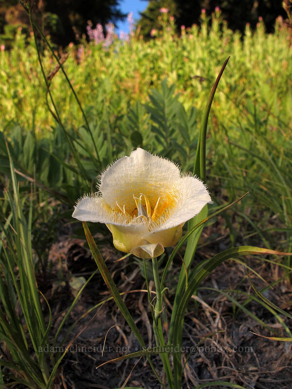subalpine mariposa lily (Calochortus subalpinus) [Timberline Trail/PCT, Mt. Hood Wilderness, Clackamas County, Oregon]