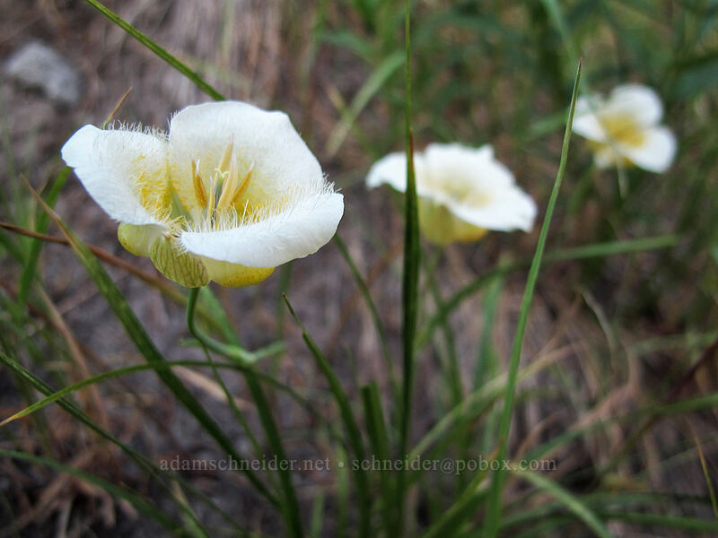 subalpine mariposa lily (Calochortus subalpinus) [Timberline Trail/PCT, Mt. Hood Wilderness, Clackamas County, Oregon]