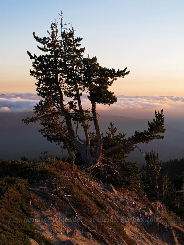 whitebark pine (Pinus albicaulis) [Zigzag Canyon, Mt. Hood Wilderness, Clackamas County, Oregon]