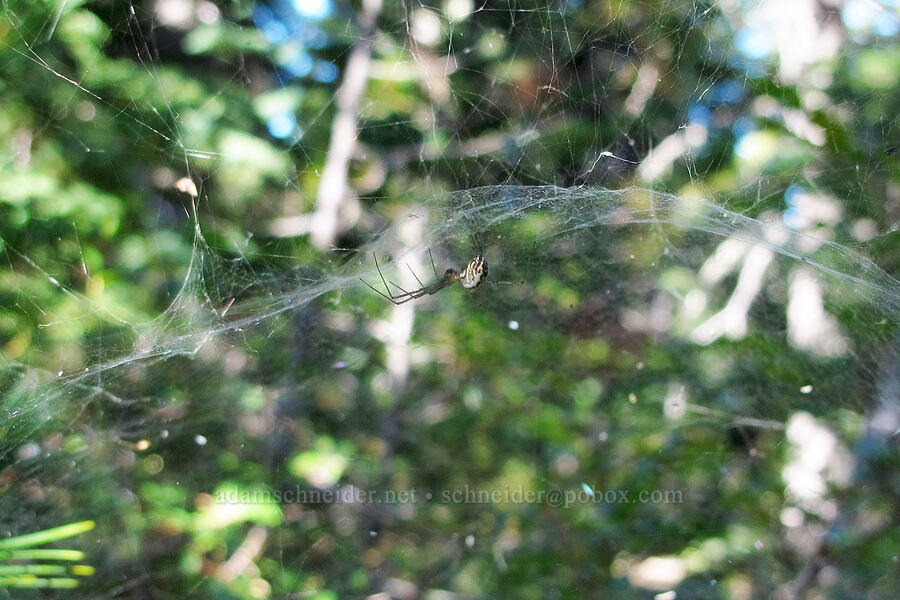 dome spider (Neriene radiata) [South Breitenbush Trail, Mt. Jefferson Wilderness, Marion County, Oregon]