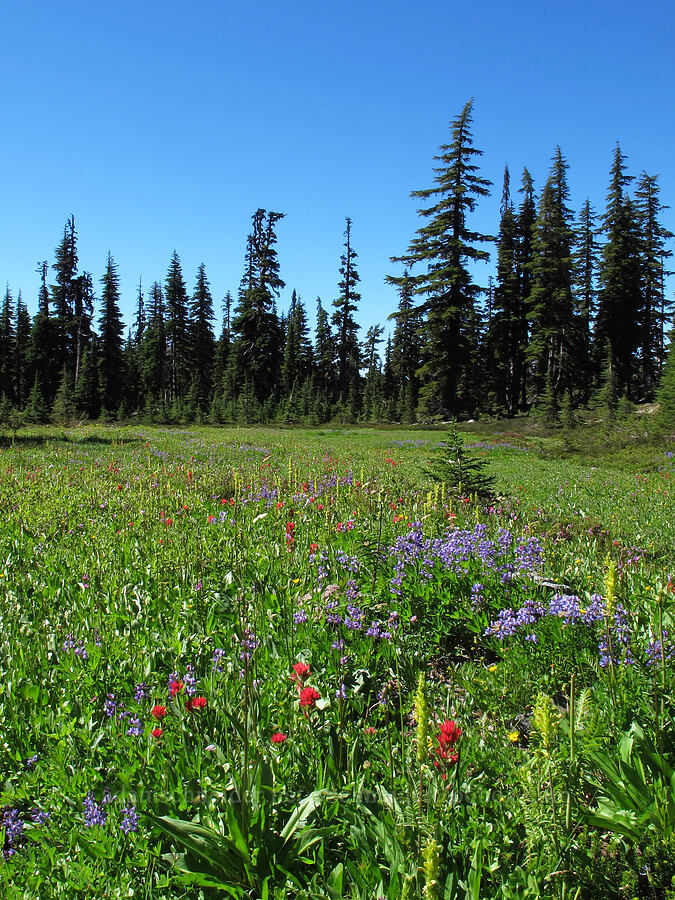 wildflower meadow (Castilleja parviflora var. oreopola, Lupinus latifolius, Pedicularis bracteosa) [South Breitenbush Trail, Mt. Jefferson Wilderness, Marion County, Oregon]