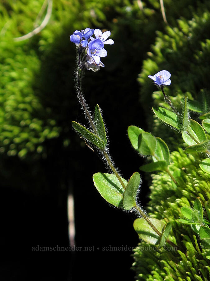 alpine speedwell & moss (Veronica wormskjoldii) [South Breitenbush Trail, Mt. Jefferson Wilderness, Marion County, Oregon]