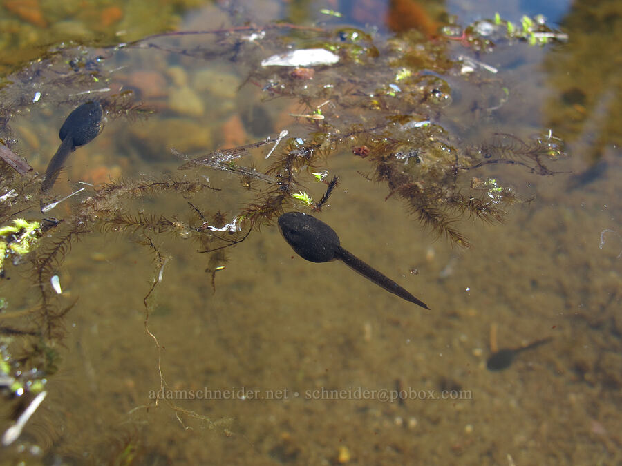 tadpoles (Rana cascadae) [South Breitenbush Trail, Mt. Jefferson Wilderness, Marion County, Oregon]