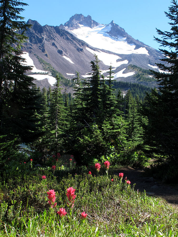 Mount Jefferson & magenta paintbrush (Castilleja parviflora var. oreopola) [Jefferson Park, Mt. Jefferson Wilderness, Marion County, Oregon]