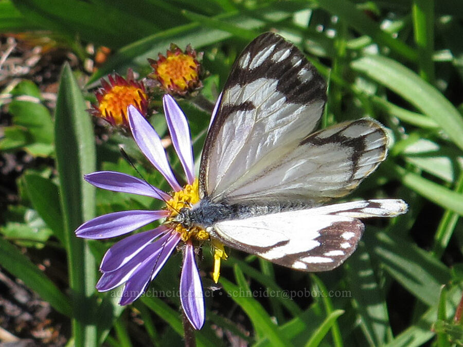 pine white butterfly on tundra asters (Neophasia menapia, Oreostemma alpigenum (Aster alpigenus)) [Pacific Crest Trail, Mt. Jefferson Wilderness, Marion County, Oregon]