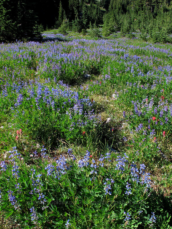 lupines (Lupinus latifolius) [Jefferson Park, Mt. Jefferson Wilderness, Marion County, Oregon]