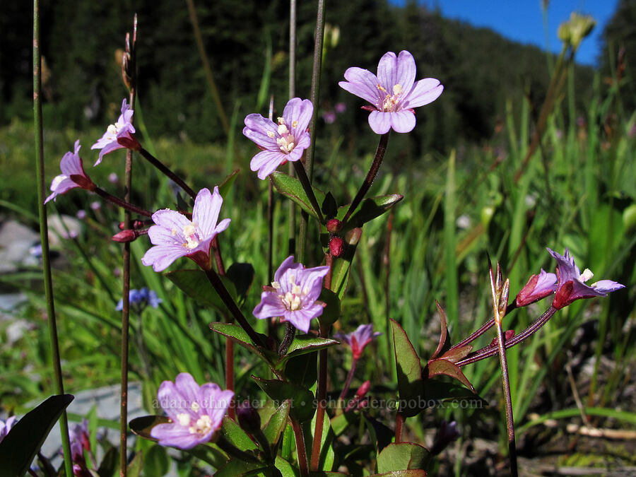 alpine willow-herb (Epilobium anagallidifolium (Epilobium alpinum)) [South Breitenbush River, Mt. Jefferson Wilderness, Marion County, Oregon]