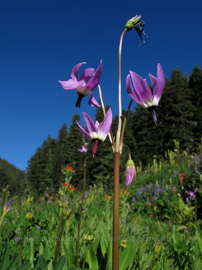 tall mountain shooting stars (Dodecatheon jeffreyi (Primula jeffreyi)) [South Breitenbush River, Mt. Jefferson Wilderness, Marion County, Oregon]