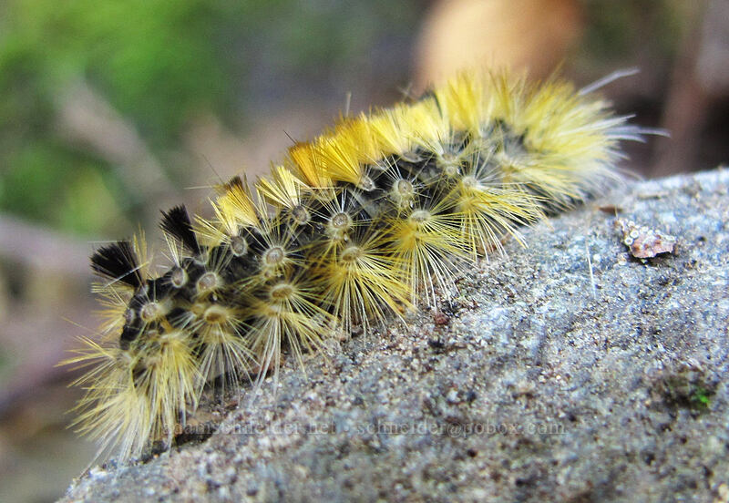 silver-spotted tiger moth caterpillar (Lophocampa argentata) [Lava Canyon Trail, Mt. St. Helens National Volcanic Monument, Skamania County, Washington]