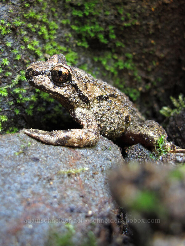 coastal tailed frog (Ascaphus truei) [Lava Canyon Trail, Mt. St. Helens National Volcanic Monument, Skamania County, Washington]