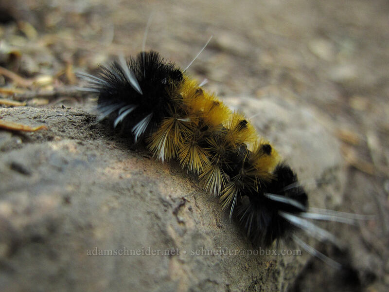 spotted tussock moth caterpillar (Lophocampa maculata) [Lava Canyon Trail, Mt. St. Helens National Volcanic Monument, Skamania County, Washington]