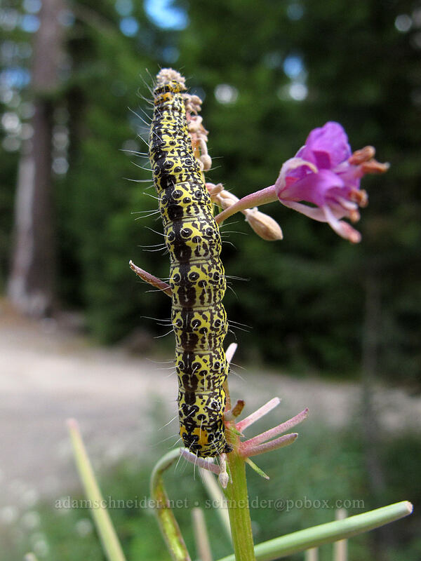 MacCulloch's forester moth caterpillar on fireweed (Androloma maccullochii, Chamerion angustifolium (Chamaenerion angustifolium) (Epilobium angustifolium)) [Memaloose Lake Trailhead, Mt. Hood National Forest, Clackamas County, Oregon]