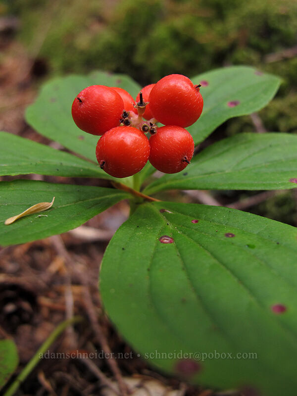 bunchberries (Cornus unalaschkensis (Cornus canadensis)) [Memaloose Lake Trail, Clackamas Wilderness, Clackamas County, Oregon]