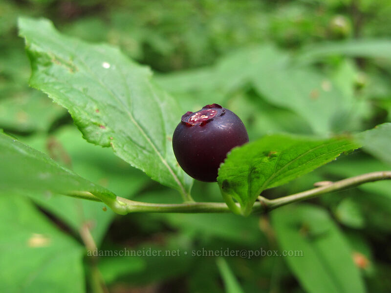 huckleberry (Vaccinium membranaceum) [Memaloose Lake Trail, Clackamas Wilderness, Clackamas County, Oregon]