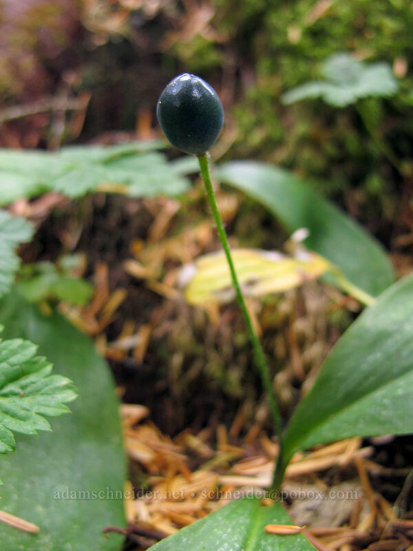 bead lily berry (Clintonia uniflora) [Memaloose Lake Trail, Clackamas Wilderness, Oregon]