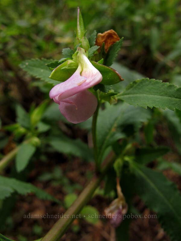 sickletop lousewort (Pedicularis racemosa) [South Fork Mountain, Clackamas Wilderness, Clackamas County, Oregon]