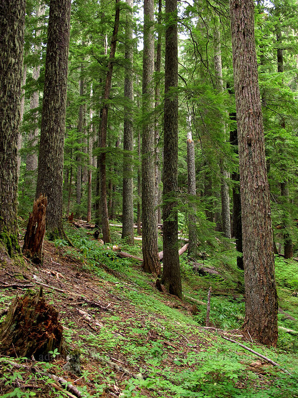 old-growth forest [Memaloose Lake Trail, Clackamas Wilderness, Oregon]